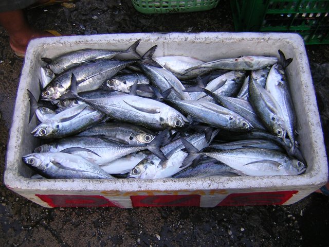 Megalaspis cordyla
