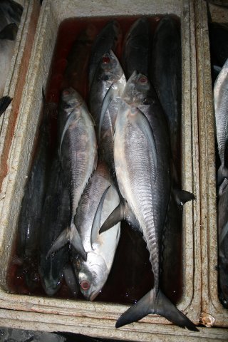 Megalaspis cordyla