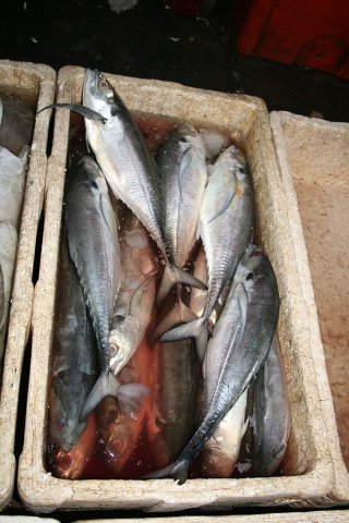 Megalaspis cordyla