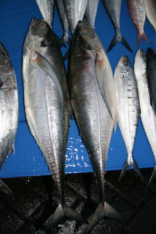 Megalaspis cordyla and Scomberoides tol