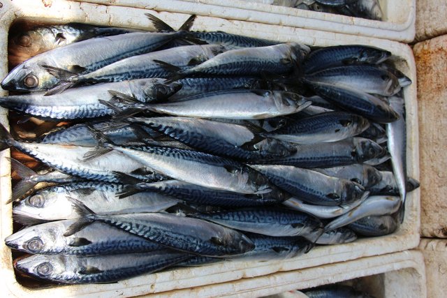 Scomber australasicus