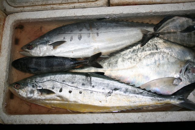 Naucrates ductor and Scomberoides lysan