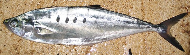 Scomberoides tol