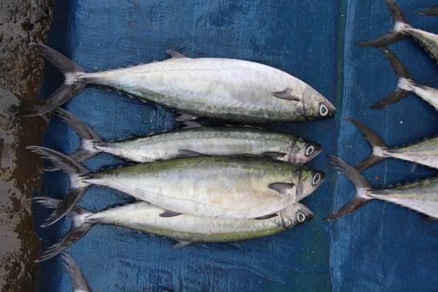 Grammatorcynus bilineatus