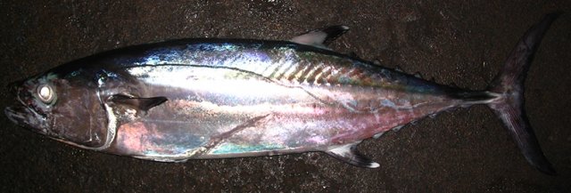 Gymnosarda unicolor market