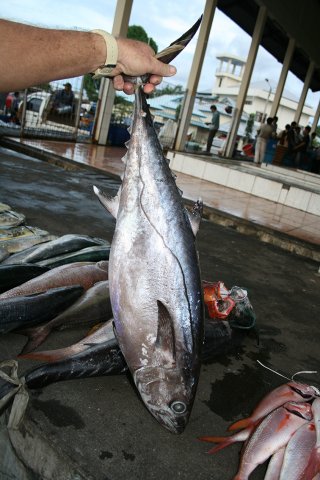 Gymnosarda unicolor market