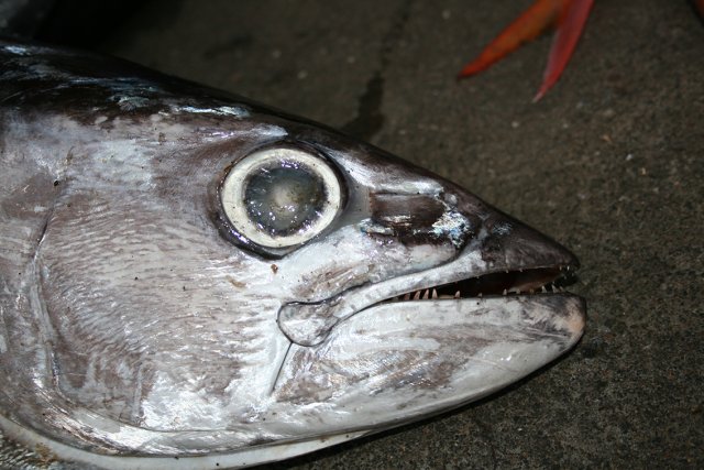 Gymnosarda unicolor market