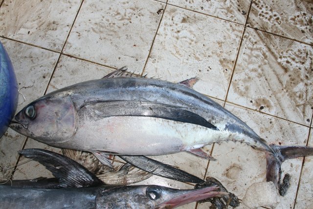 Thunnus alalunga