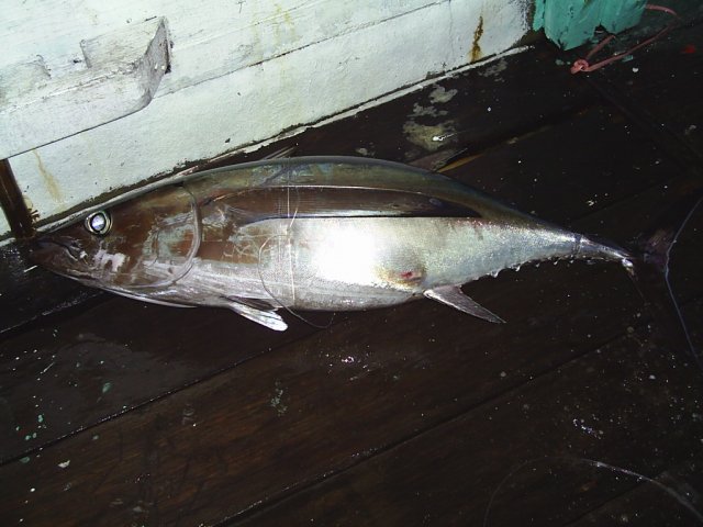 Thunnus alalunga