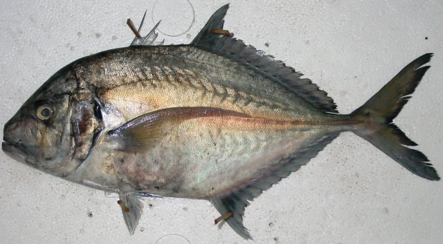 Platycaranx chrysophrys