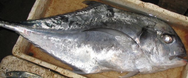 Caranx ignobilis