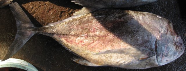 Caranx ignobilis