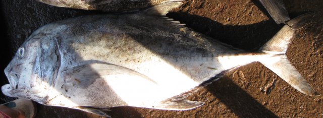 Caranx ignobilis