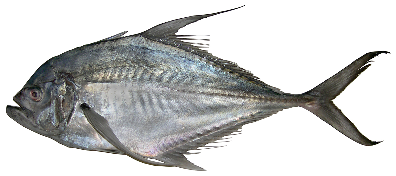 Ulua aurochs