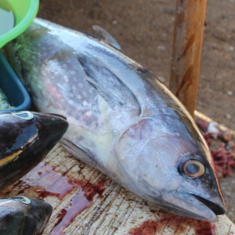 Thunnus tonggol