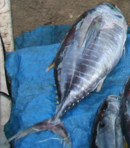Thunnus obesus