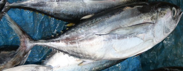 Thunnus obesus