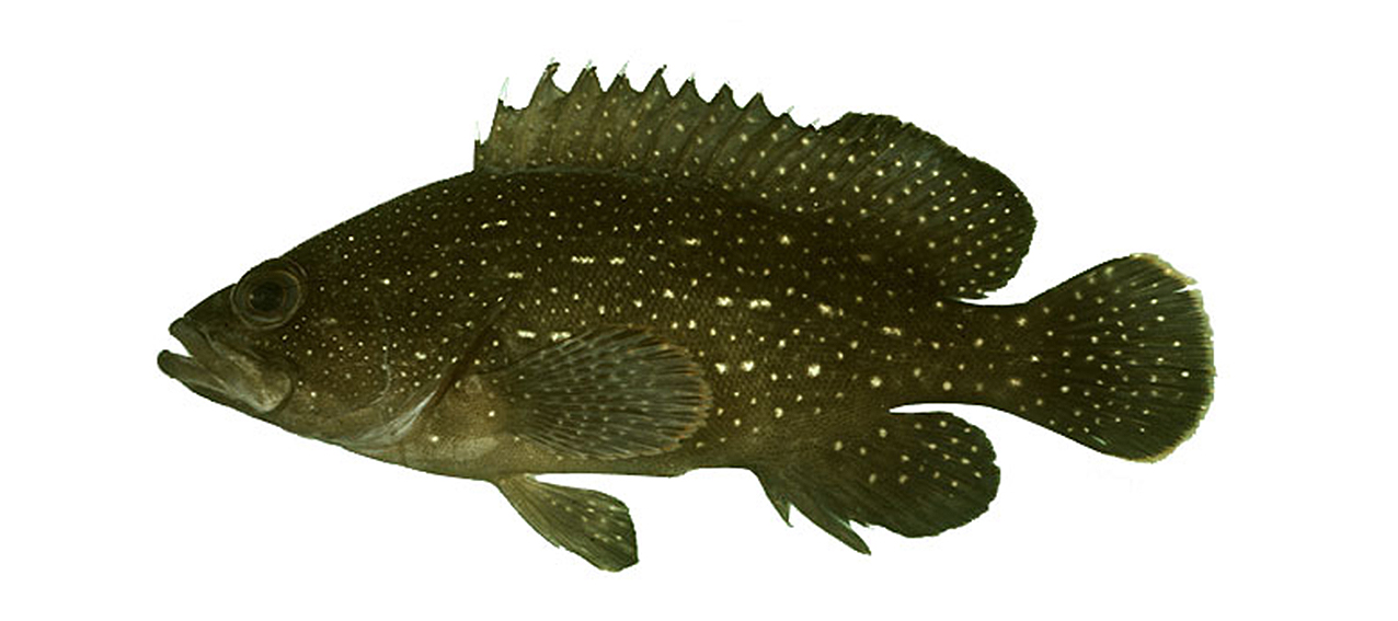 Epinephelus polystigma feature