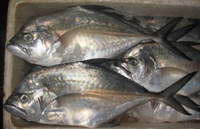 Atropus mentalis