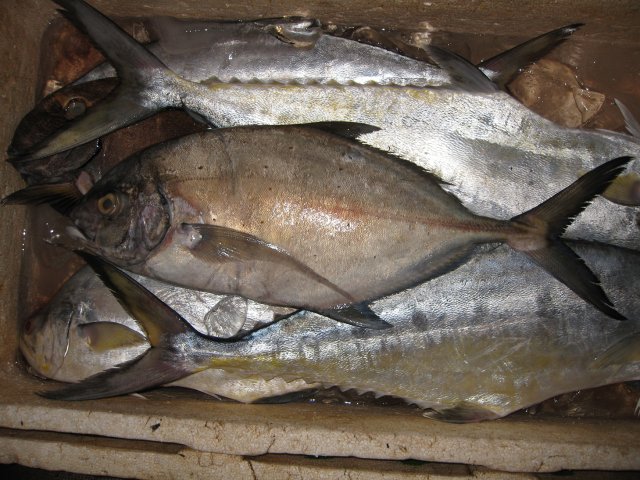 Flavocaranx bajad
