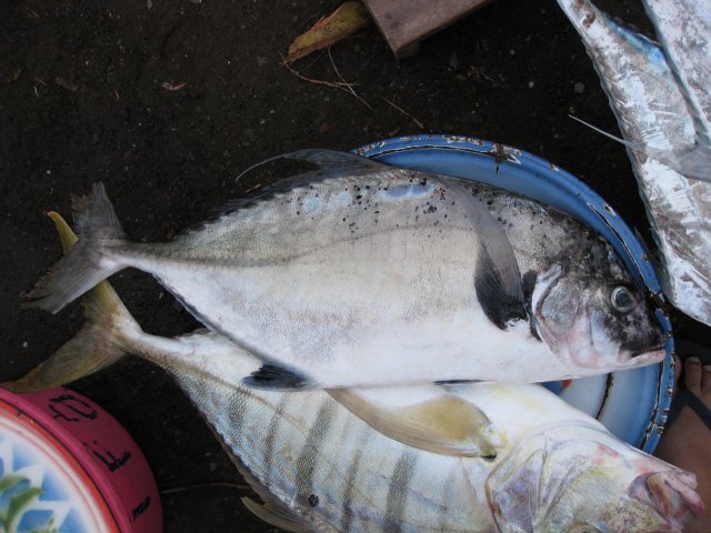 Carangoides dinema