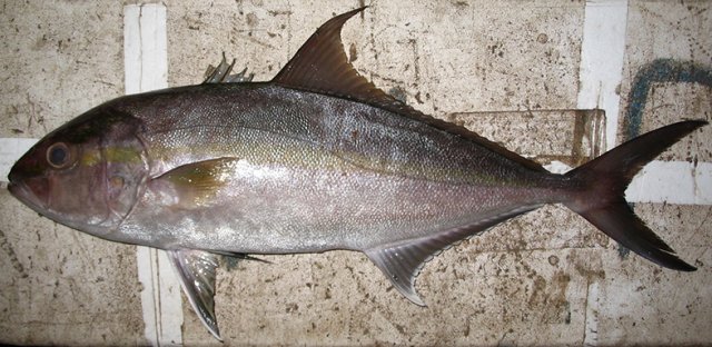 Seriola rivoliana