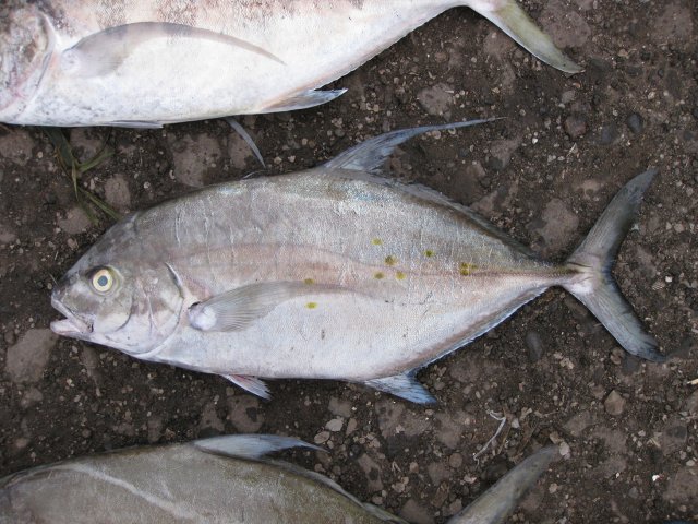 Ferdauia orthogrammus