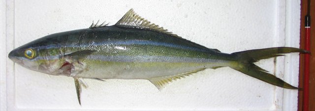 Elagatis bipinnulata