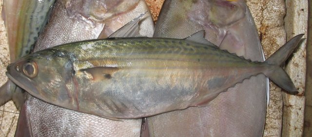 Rastrelliger kanagurta