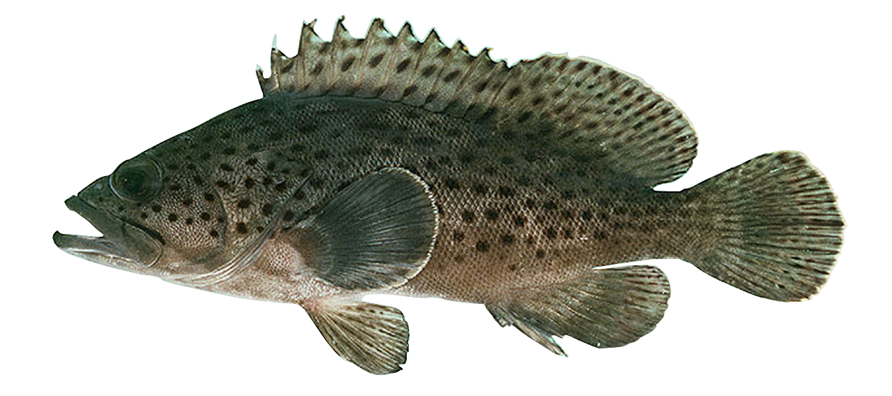 Epinephelus bontoides