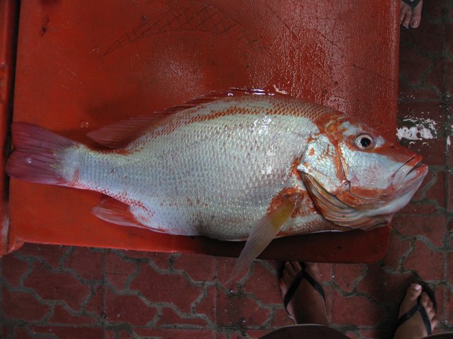 Lutjanus malabaricus