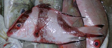 Lutjanus sebae