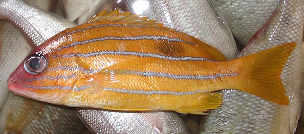 Lutjanus quinquelineatus