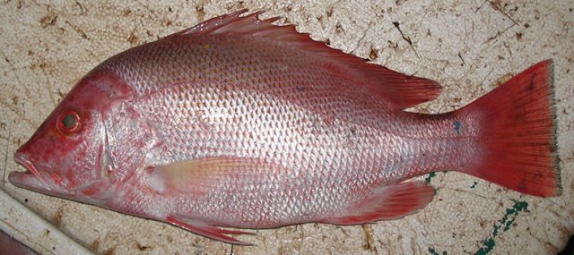 Lutjanus malabaricus