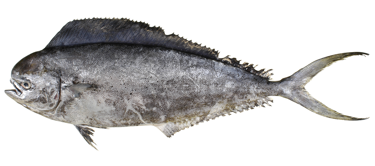 Coryphaena equiselis