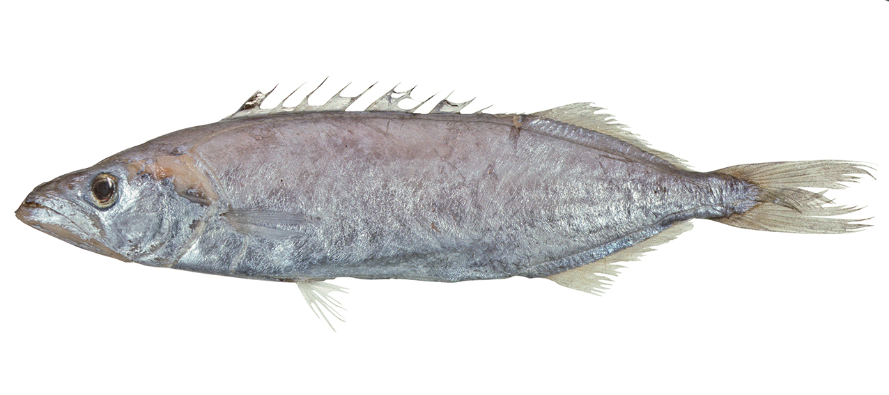 Neoepinnula orientalis