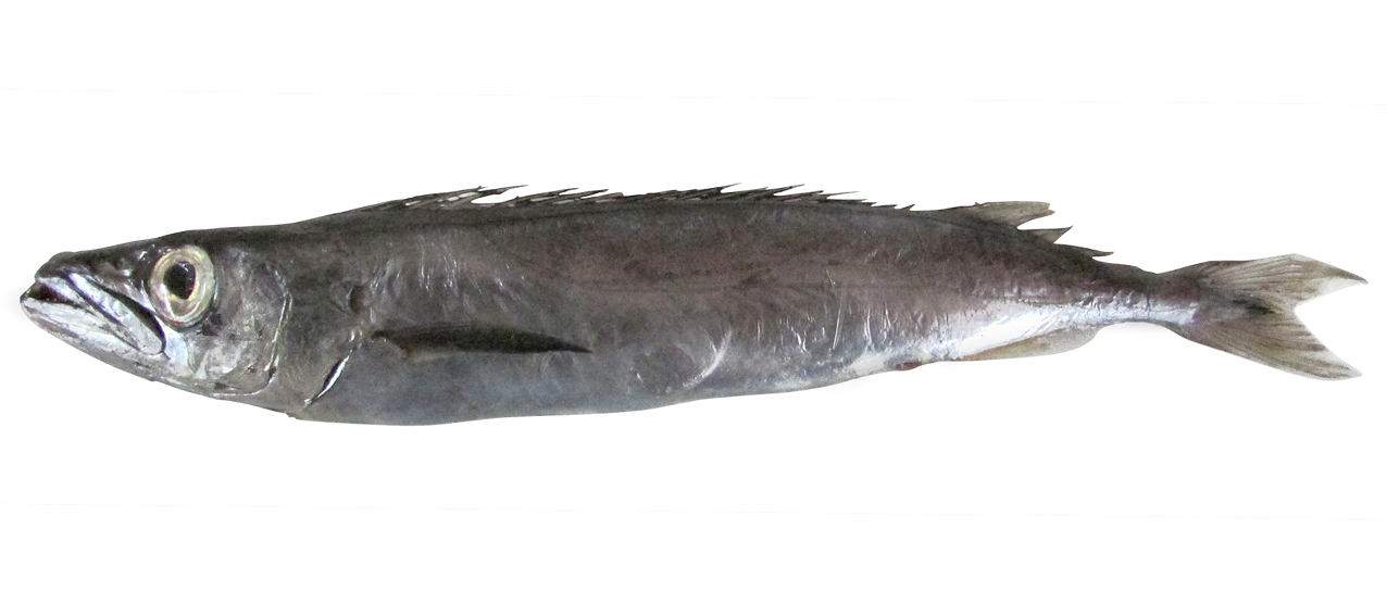 Rexea bengalensis