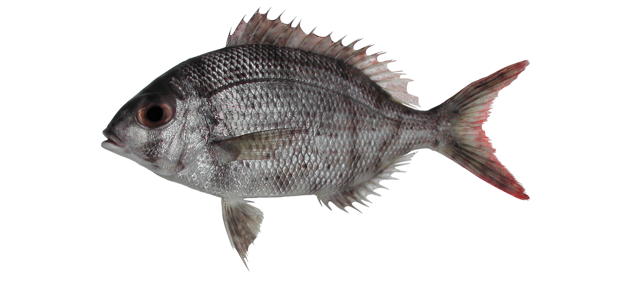 Gymnocranius elongatus