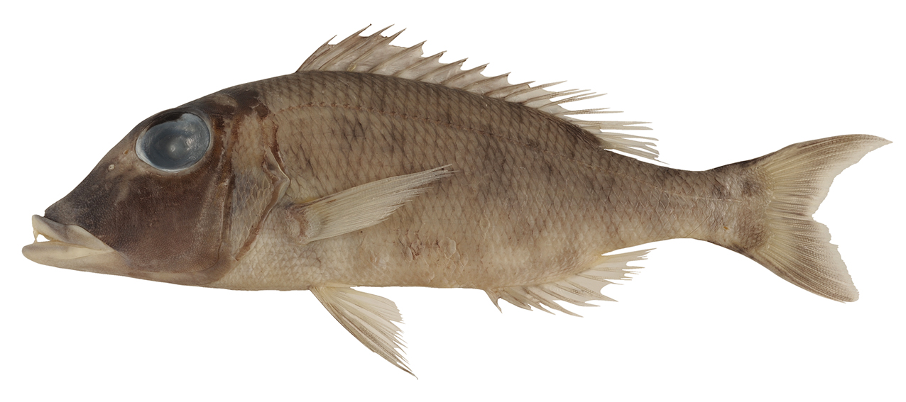 Lethrinus amboinensis