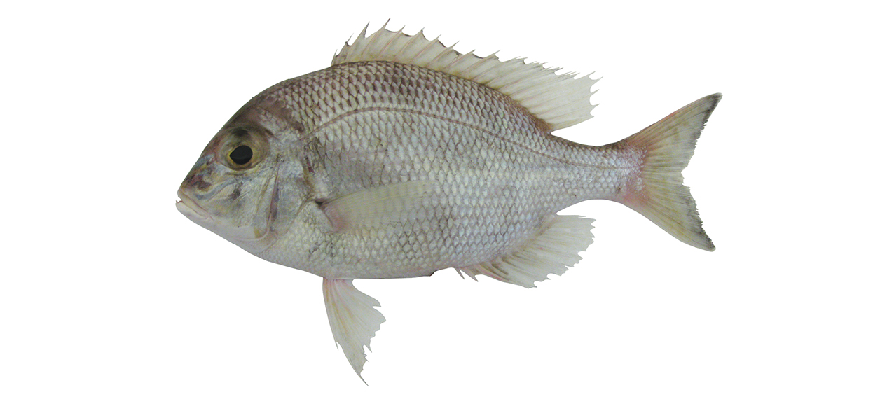 Gymnocranius frenatus
