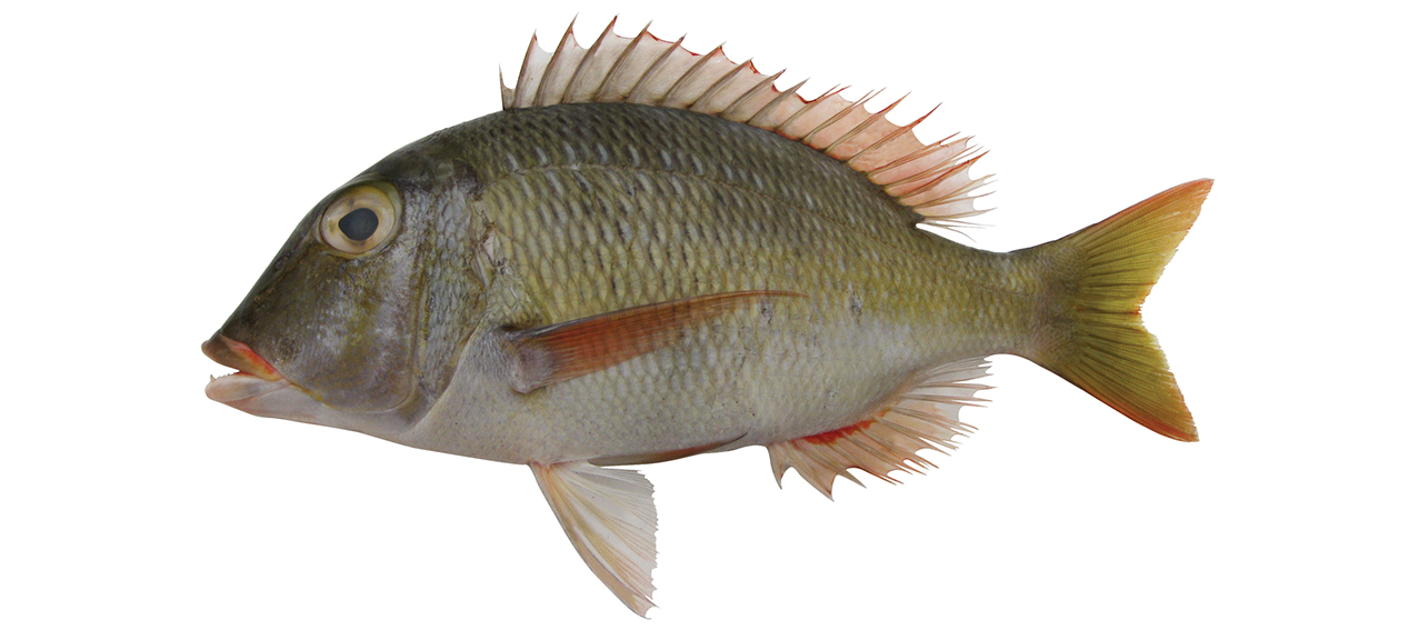 Lethrinus atkinsoni