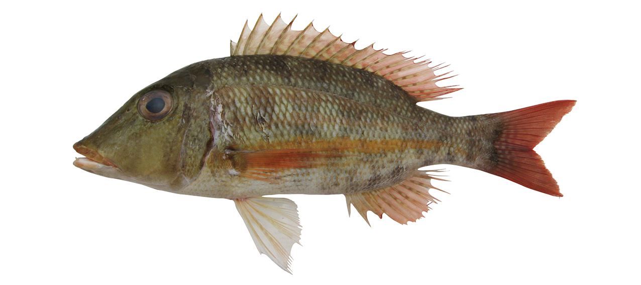 Lethrinus obsoletus