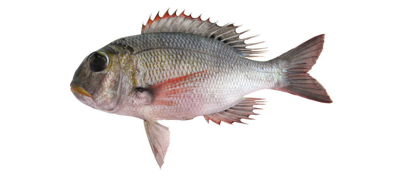 Monotaxis grandoculis
