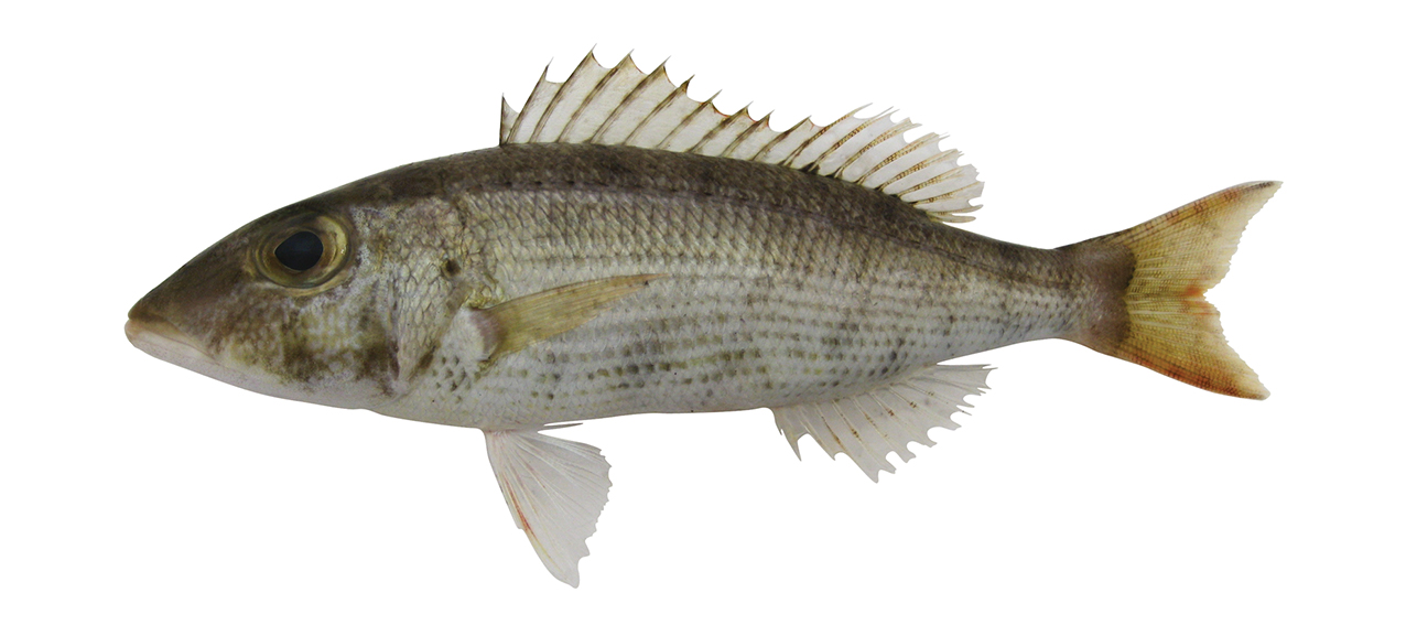 Lethrinus variegatus