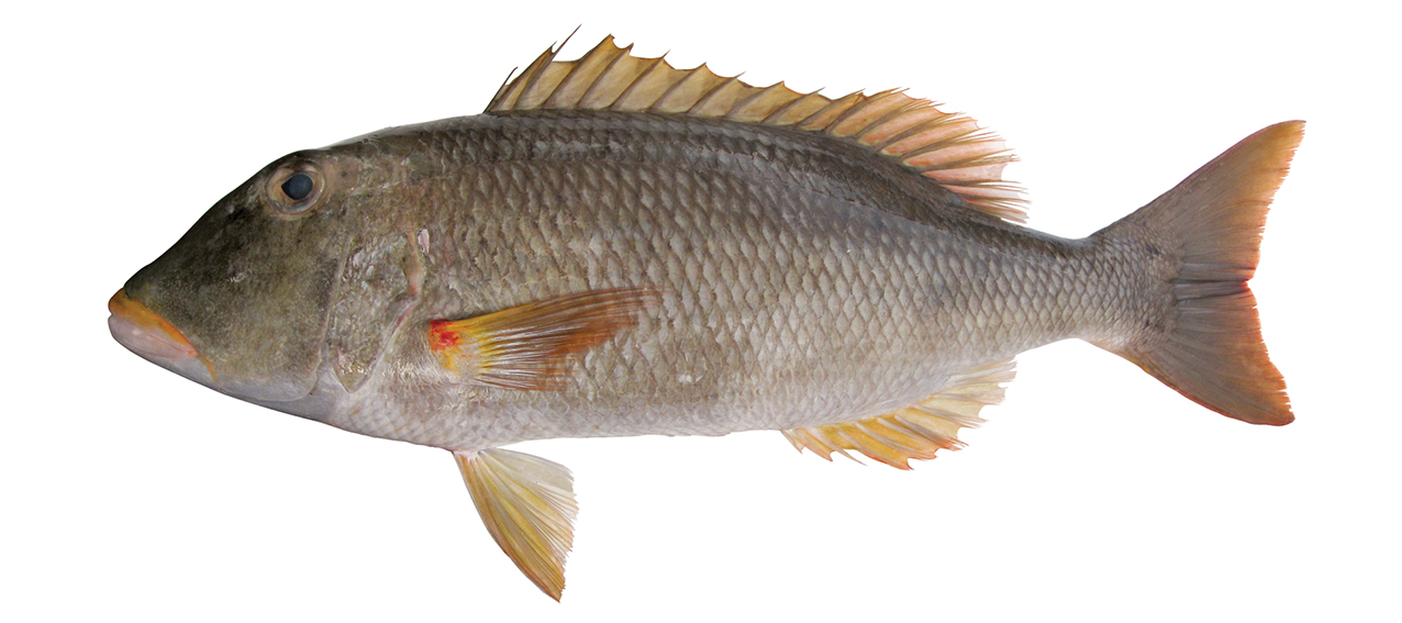 Lethrinus xanthochilus