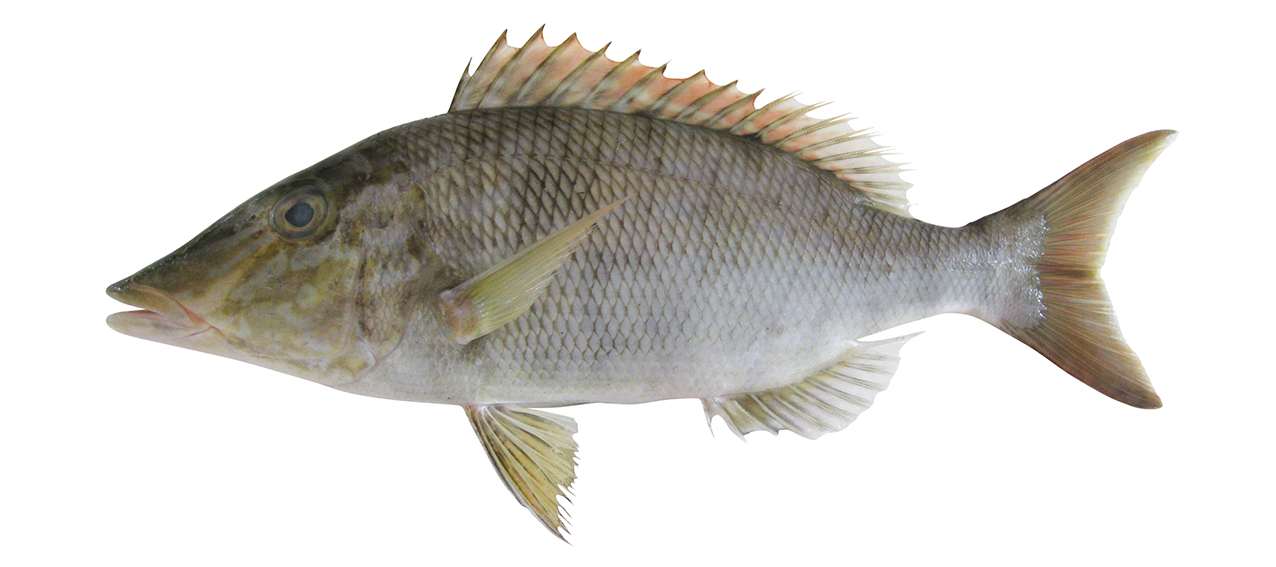 Lethrinus microdon