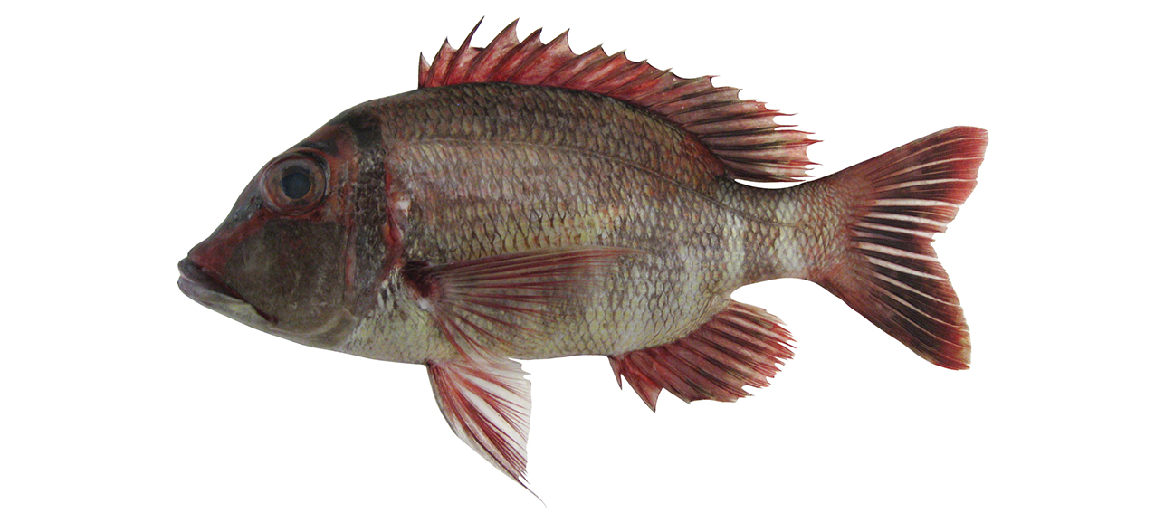 Lethrinus erythropterus