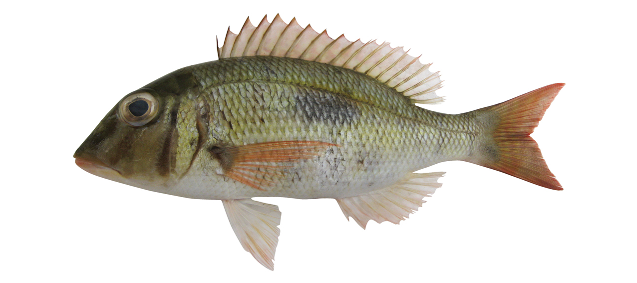 Lethrinus harak