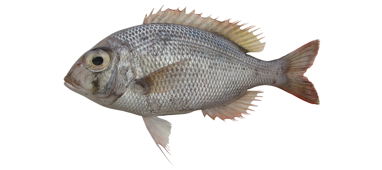 Gymnocranius satoi