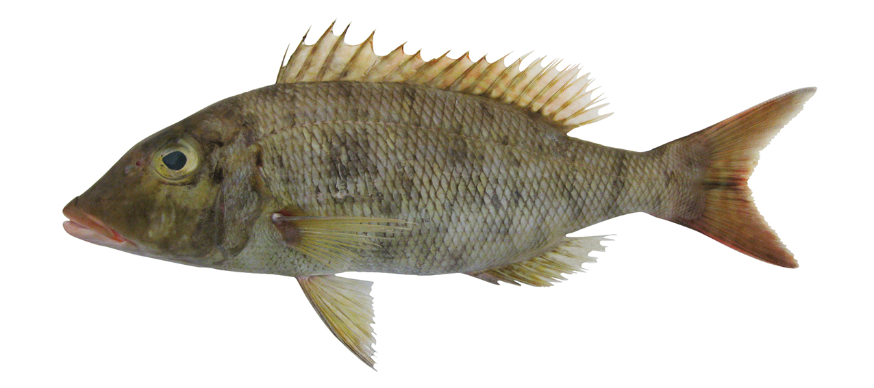 Lethrinus conchyliatus